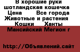 В хорошие руки шотландская кошечка › Цена ­ 7 - Все города Животные и растения » Кошки   . Ханты-Мансийский,Мегион г.